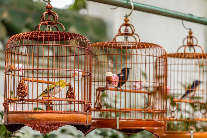 Оборудование и обустройство клетки для волнистых попугаев