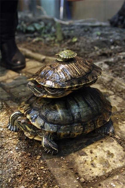 Правильный рацион хищной черепахи. Чем кормить красноухую и болотную черепаху?