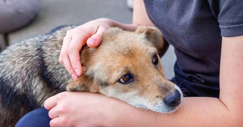 Ушной клещ у собак: симптомы, лечение и профилактика